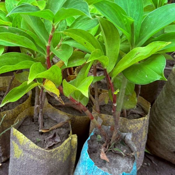 ডায়াবেটিস নিয়ন্ত্রণ করে